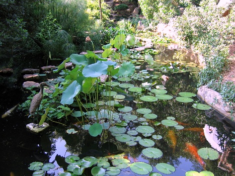 Lillies and Koi  Lillies and Koi